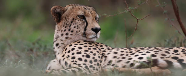 istock Close up cheetah from Savannah (Acinonyx jubatus) 1493779213
