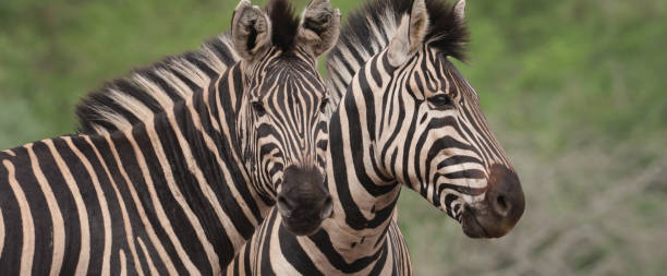 istock Close up of Zebras from Savannah (subgenus Hippotigris) 1493779231