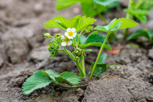 Strawberry plant in flower and with green fruit Strawberry plant in flower and with green fruit in the garden soil tester stock pictures, royalty-free photos & images