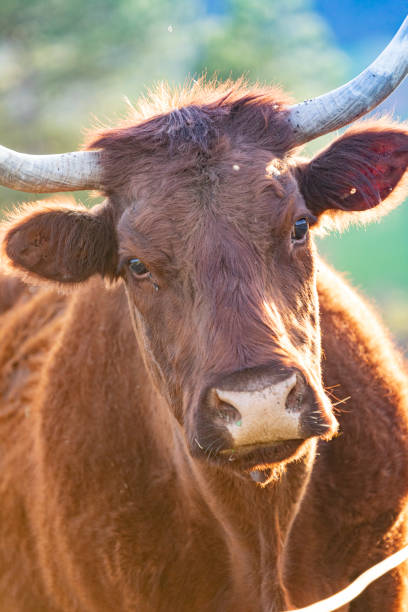 istock Salers cattle Breed of cow from the south-eastern Pyrenees. 1493779662