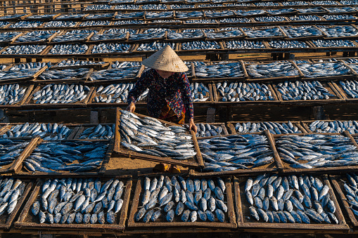 high angle view of a worker is drying croaker fishes- in Long Hai district, Ba Ria city, Ba Ria Vung Tau province, south Vietnam