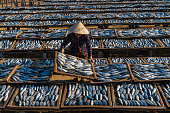 Drying croaker fishes