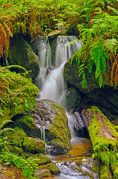 istock Hidden Falls in a fern Grotto 149378135