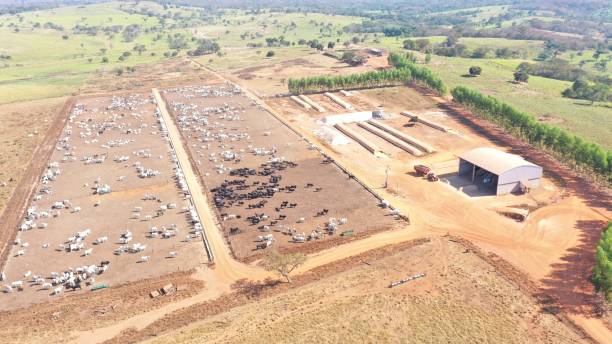 istock feedlot intensive system of beef cattle 1493781719