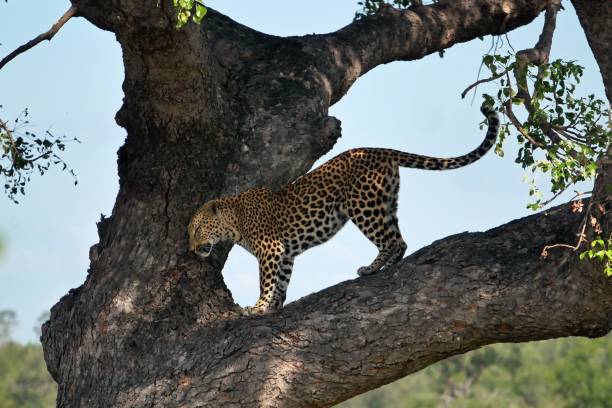 A wild leopard slinks down from a tree in Kruger National park stock photo
