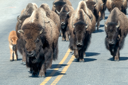 Bison or buffalo crossing the Yellowstone  River bridge as a herd in the Yellowstone Ecosystem of western USA and North America. The lead bison appears to be a bull with horns that are not normal.  Nearest cities are Gardiner, Cooke City, Bozeman, Billings, Montana, Jackson, Wyoming, Salt Lake City, Utah and Denver, Colorado.