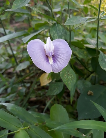 Centrosema virginianum flower, which grows in the wild