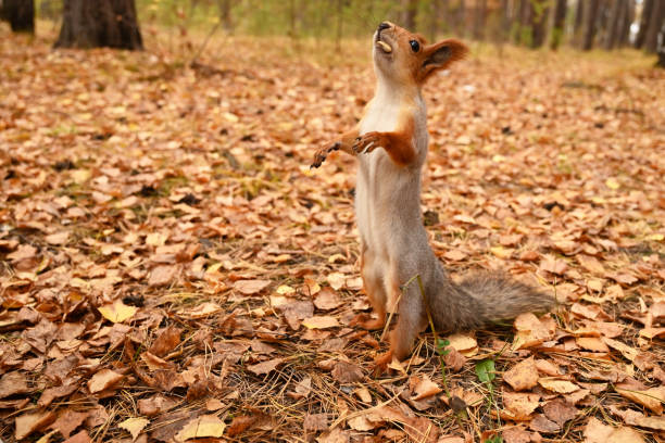 istock Girl feeds a wild squirrel from her hands, park, forest, day 1493783961