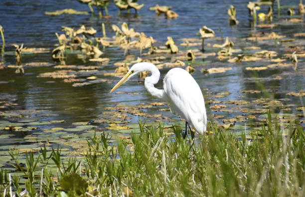 istock Great Egret Fishing 1493785953