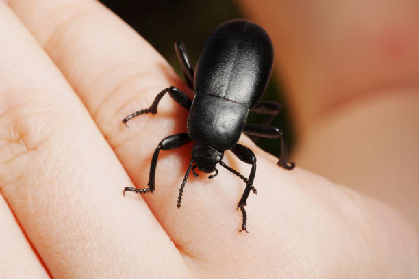 Beetle Slow steppe Tenebrionidae on a child's hand. The great black beetle is an agricultural pest.