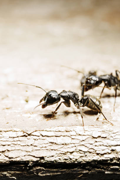 istock close-up. A black woodworm ant on the surface of a tree. 1493786111