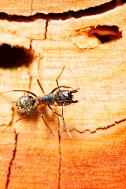 istock close-up. A black woodworm ant on the surface of a tree. 1493786302