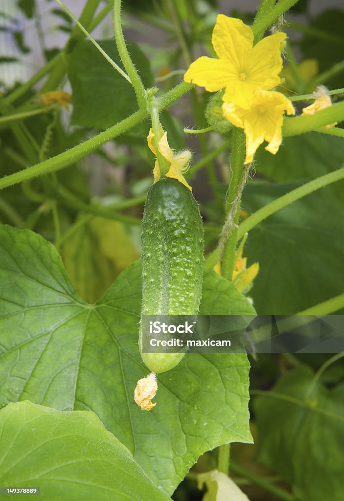 Cucumber plants Cucumber plants growing in small greenhouse Agriculture Stock Photo