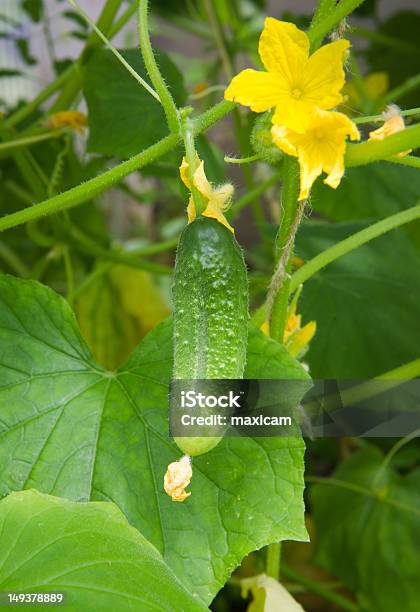 Cucumber Plants Stock Photo - Download Image Now - Agriculture, Botany, Close-up