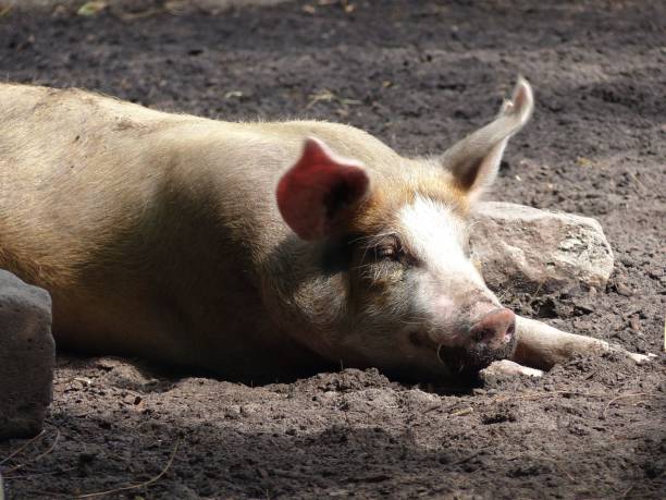 istock a pig is resting on some dirt in the sun and looks at something 1493790416