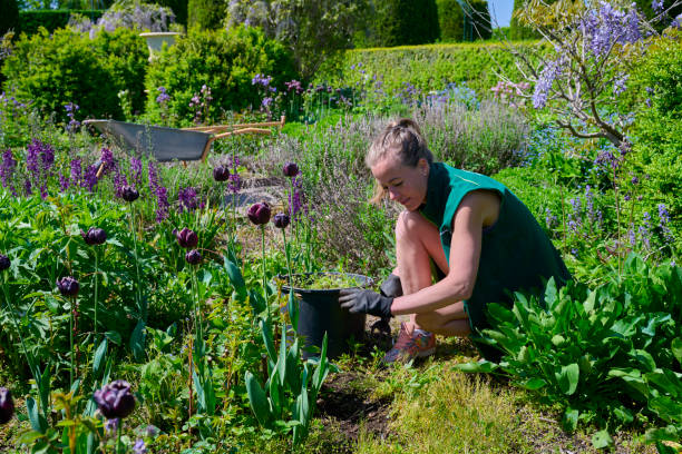 istock Sitting in flowerbed weeding 1493790530