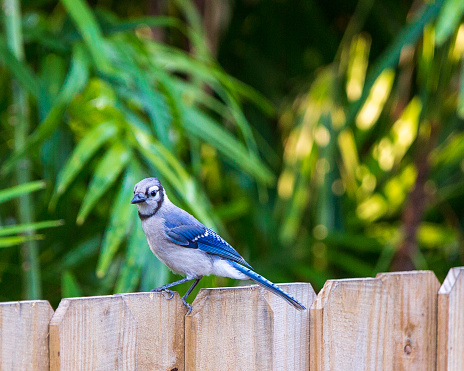 Blue Jay sitting on a fence with green foliage in the background