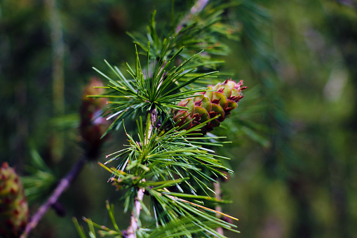 Scots pine cone captured during springtime in the canton of aargau.