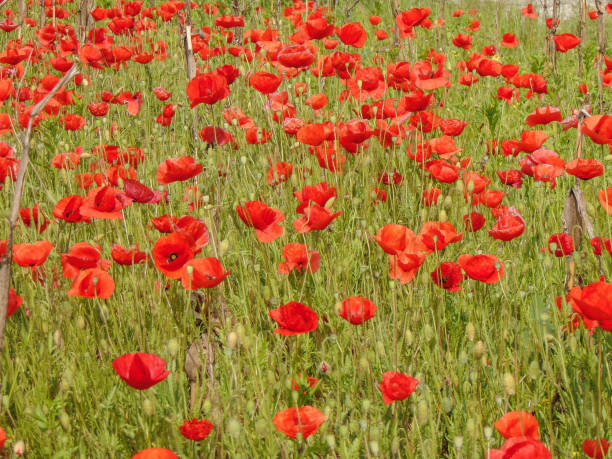 istock Field with poppies in Romania 1493792604