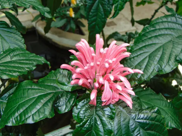 Justicia carnea flower at the botanical garden