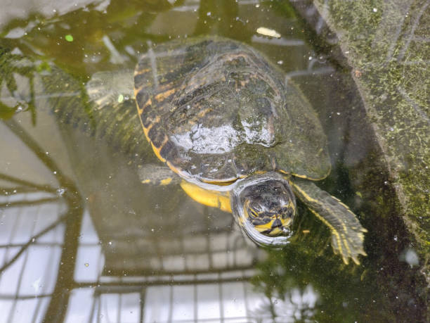 istock Turtle in the water. Closeup view 1493793256