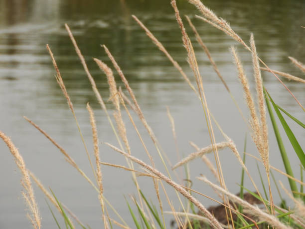 istock Calamagrostis epigejos, commonly known as wood small-reed, 1493793707