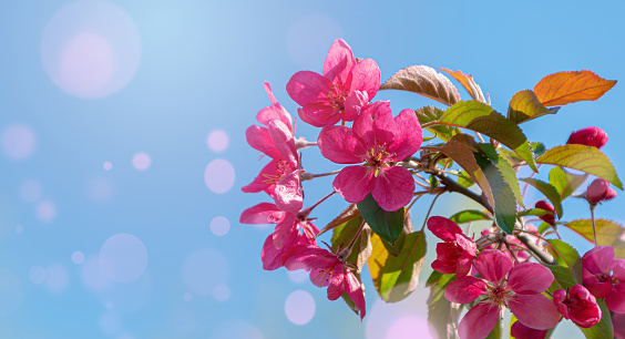 Background cherry blossoms against blue sky bokeh pink pollen