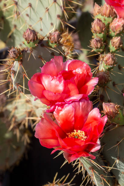 istock Divided into the subgenus Opuntia, which includes the species called prickly figs, and Cylindropuntia, which includes the species called cholla in Spanish. 1493796521