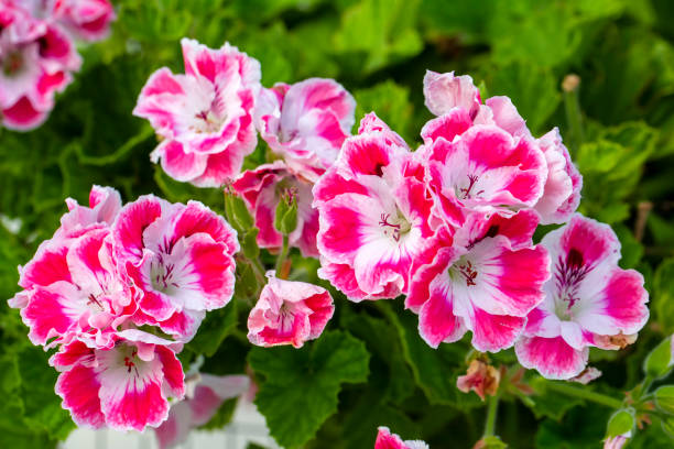 istock Royal pelargonium flowers - Pelargonium grandiflorum 1493796617