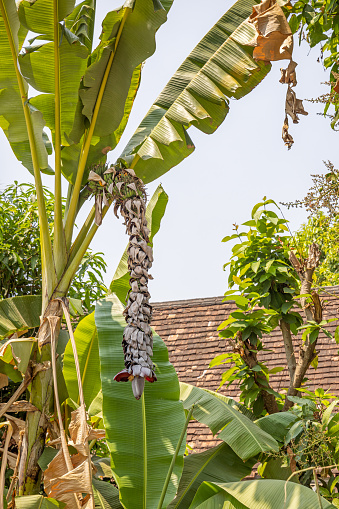 A large banana tree with a very long and dried flower seen in a street in Luang Prabang which used to be the capital on Laos