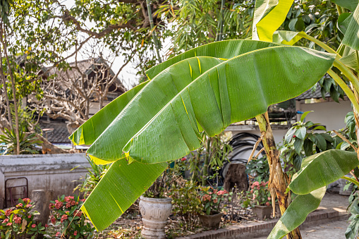 Beautiful lush banana leaves seen in a street in Luang Prabang which used to be the capital on Laos