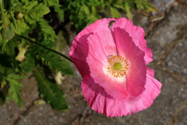 Not red but rare pink poppy in my garden