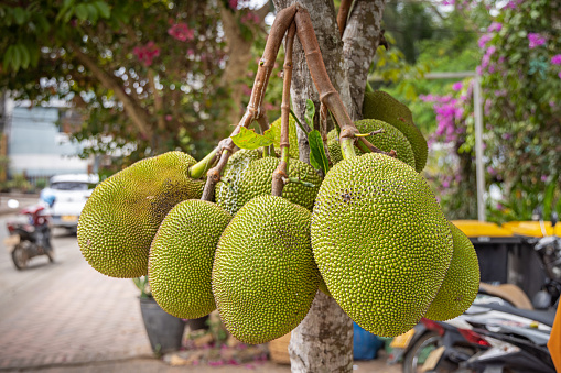 Jackfruits belongs to the mulberry family. It is a popular meal in the tropical parts of Asia. This one is growing on a tree in a street in Luang Prabang, the former capital of Laos