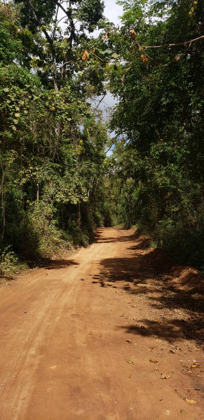 istock Countryside rural road with green trees 1493799411