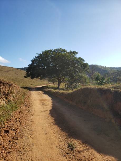 istock Countryside rural road with green trees 1493799413