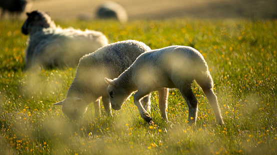 Image of two Lambs grazing on field in the evening sun
