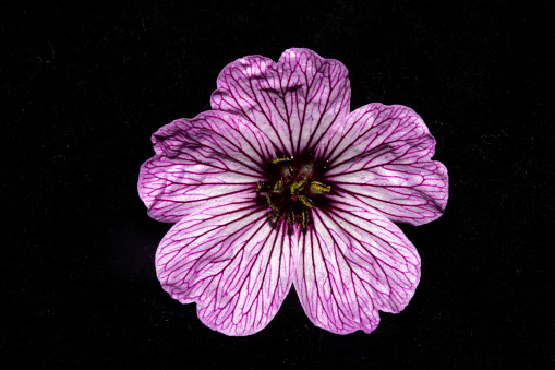 Close Up of a Geranium cinereum Cranesbills Pink and Purple Wild Flower
