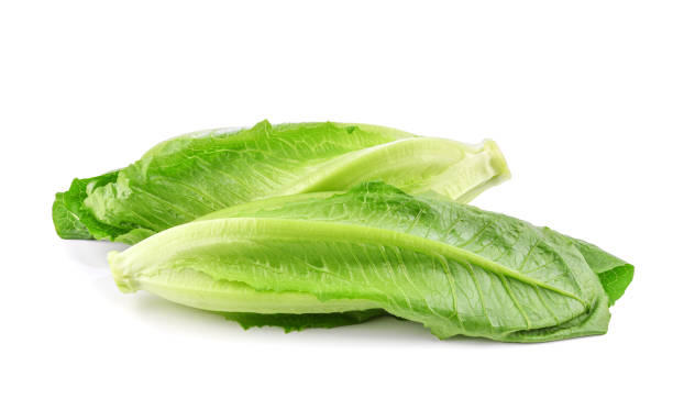 istock Fresh green cos lettuce isolated on white 1493803353