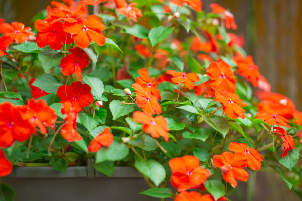 Hanging basket of Impatiens stock photo