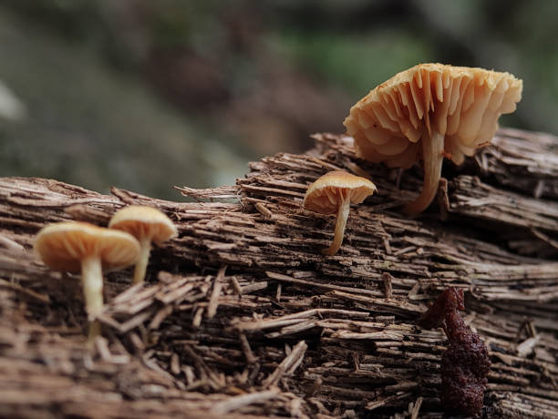 Tubaria furfuracea, commonly known as the scurfy twiglet, is a common species of agaric fungus in the family Tubariaceae.