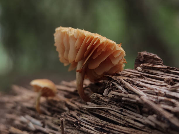 istock Tubaria Furfuracea 1493807491
