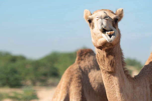 istock CAMEL PORTRAIT IN ARABIAN DESERT 1493809203