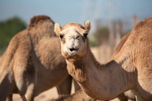 istock CAMEL PORTRAIT IN ARABIAN DESERT 1493809218