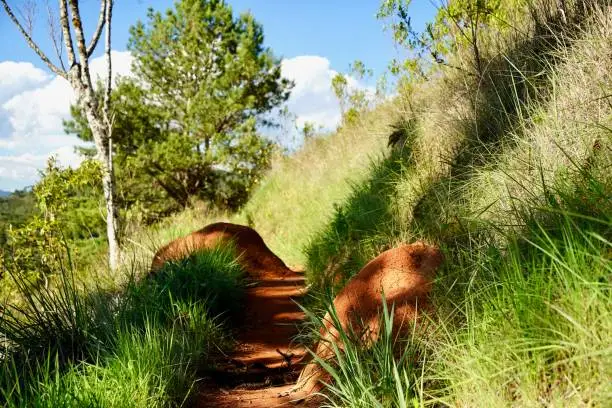 Ant or termine hills in the Brazilain country side