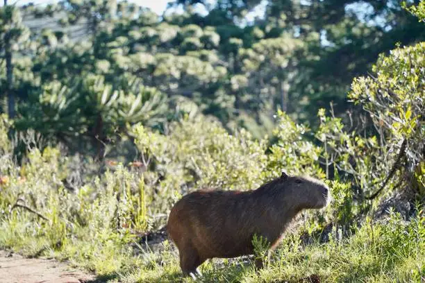 Brazilian Capybara in the wild, with sunlite hitting their nose