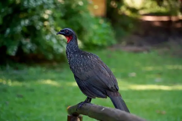 Brazilian turkey perched on a wooden beam