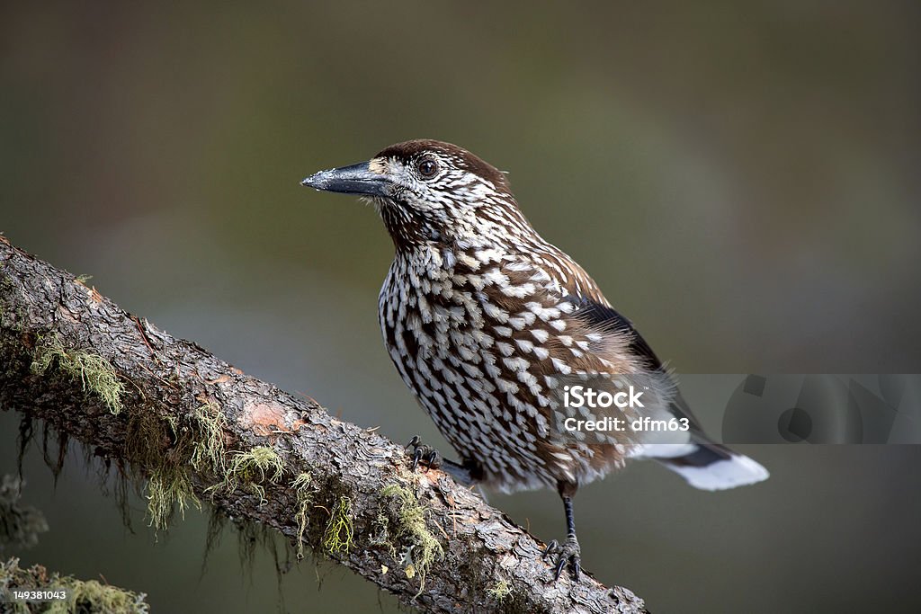 Quebra-nozes (Nucifraga caryocatactes) - Foto de stock de Nucifraga Columbiana royalty-free