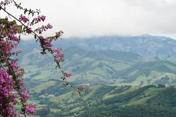 View of Brazilian countryside with Pink bush in the foreground