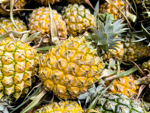 Close-Up view of Farm Fresh Organic Pineapple (Ananas comosus). Pineapple fruit background Fresh green papaya on the tree. papaya fruit (Carica papaya) plant