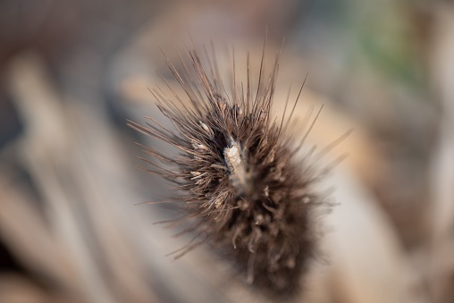 A closeup of a wild teasel against a blurry background.